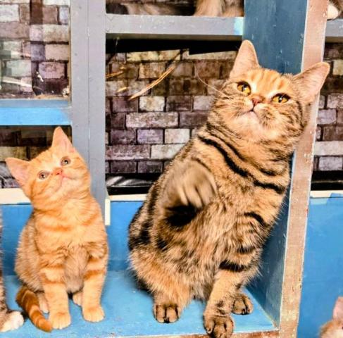 アメリカンショートヘアー