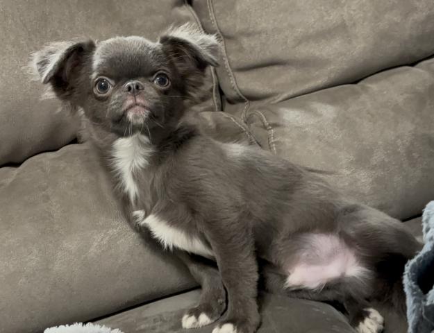 チワワ(ロングコート)