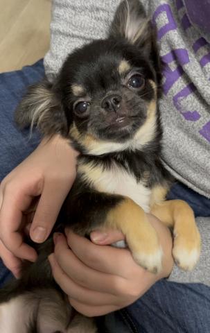 チワワ（ロングコート）