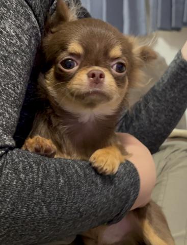 チワワ(ロングコート)