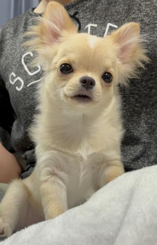 チワワ（ロングコート）