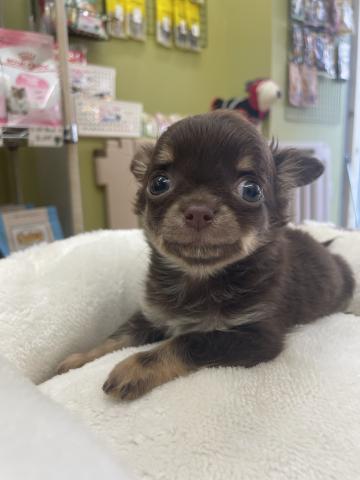 チワワ（ロングコート）