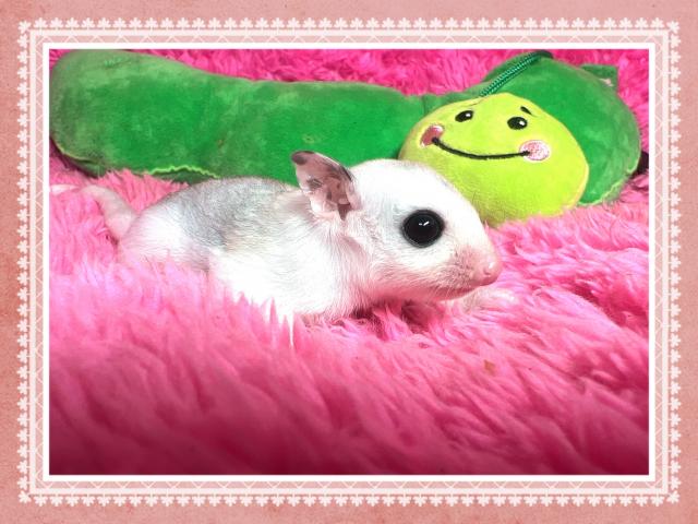 パイドモザイク