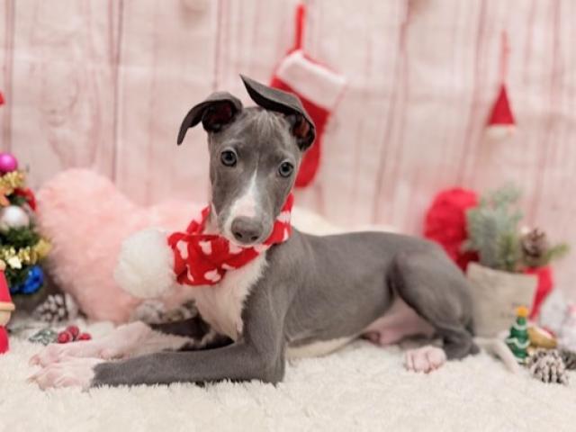 イタリアングレーハウンド