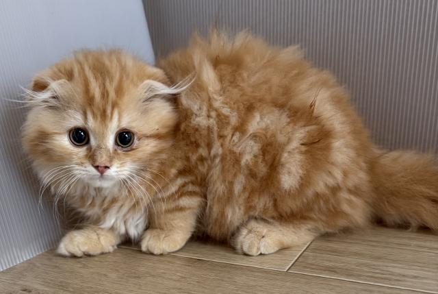 スコティッシュフォールド