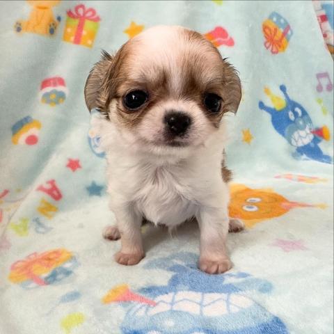 チワワ（ロングコート）