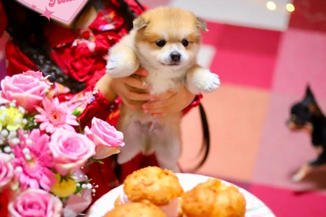 ポメラニアン×豆柴