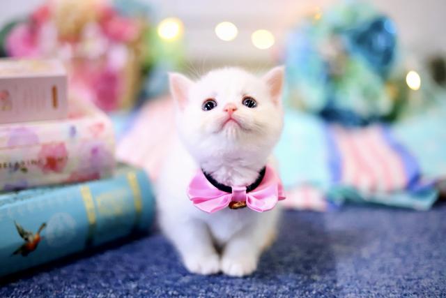 マンチカン×スコティッシュ（長足・立耳・短毛）