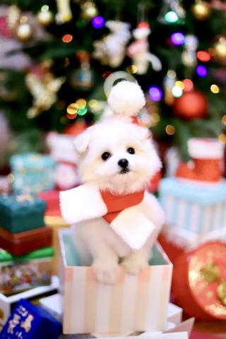 ポメラニアン×ビションフリーゼ