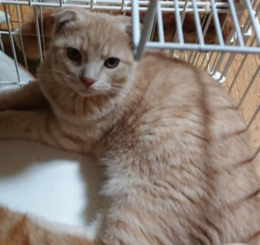 スコティッシュフォールド