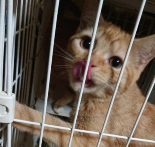 スコティッシュフォールド