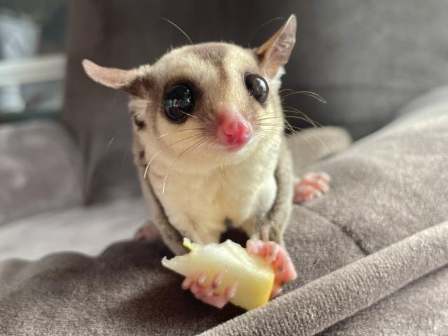 ノーマルhetクリミノモザイク