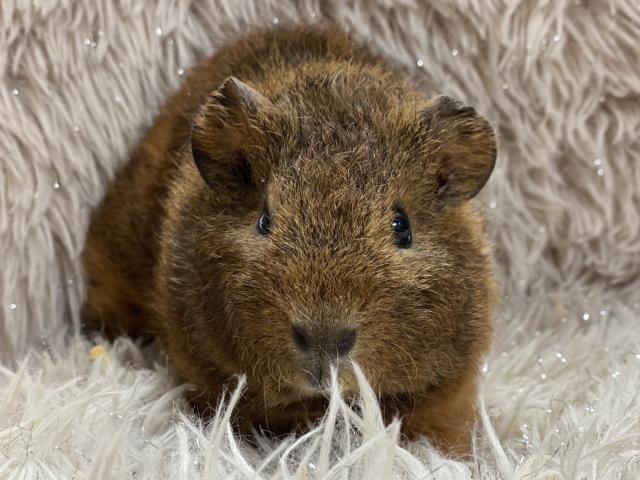 テディモルモット