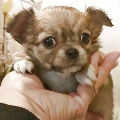 チワワ(ロングコート)