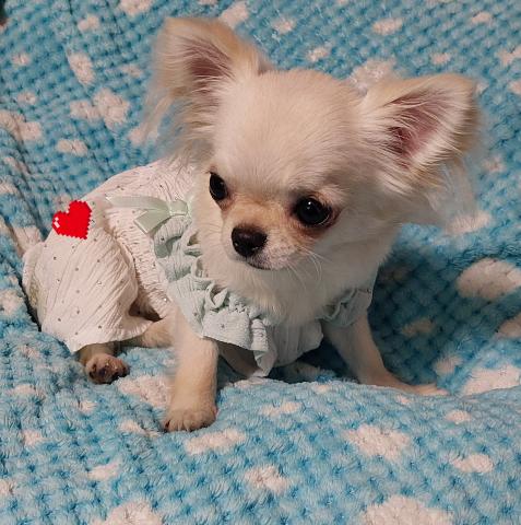 チワワ（ロングコート）