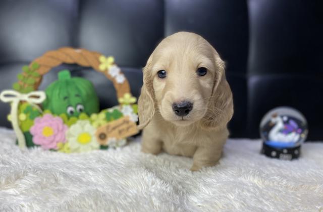 ミニチュアダックスフンド