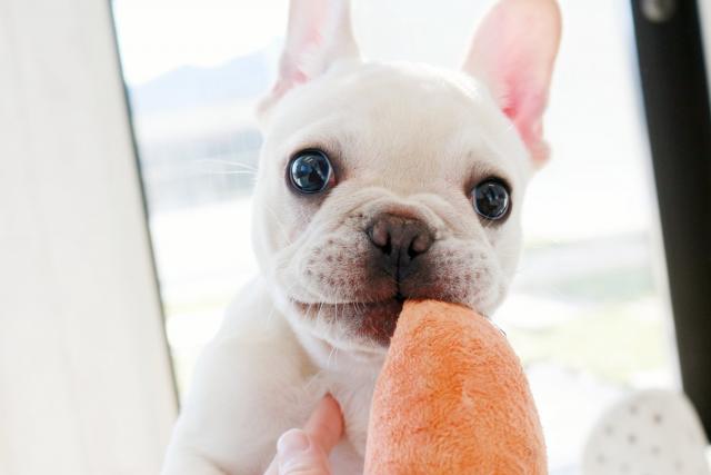 フレンチブルドッグ