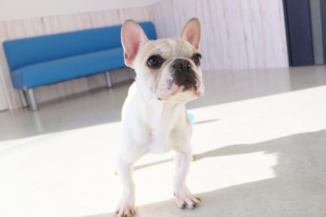 フレンチブルドッグ