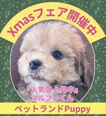 💕ペットランドPuppy💕ブリーダー直販店💕