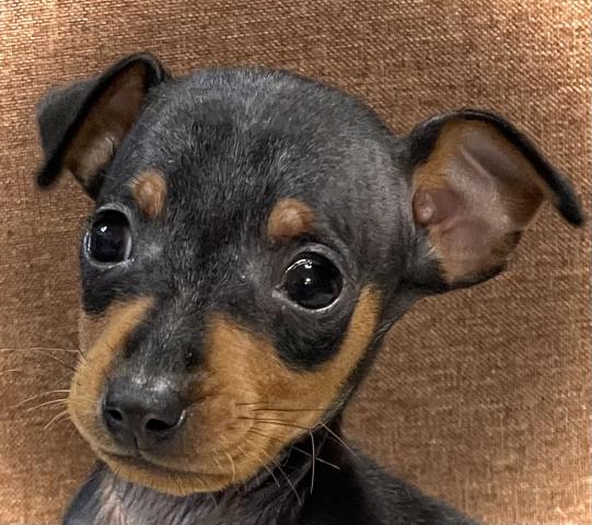 ミニチュアピンシャー本日限定サプライズ特価の子🉐小さめな可愛い子💕おトイレも覚えた賢い子💕
