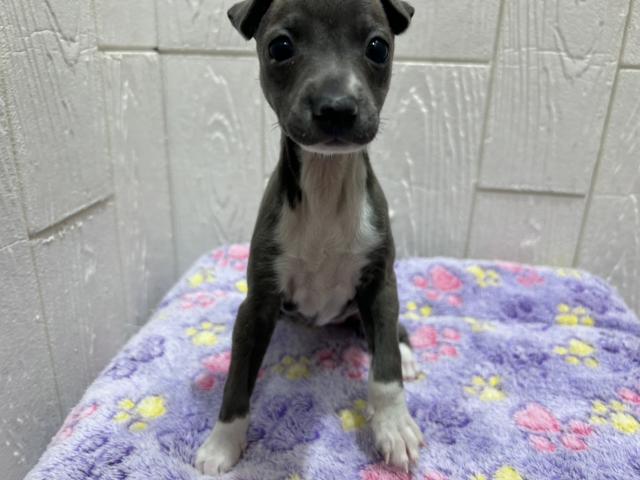 イタリアングレーハウンド