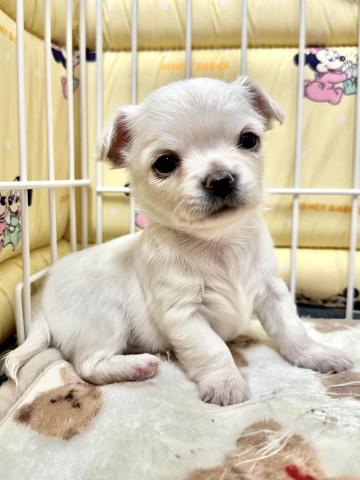 チワワ（ロングコート）