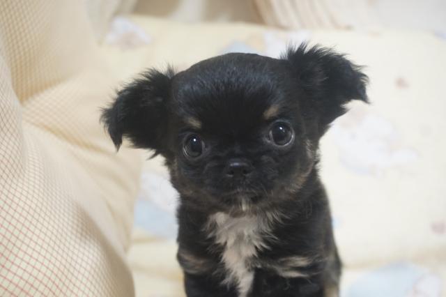 チワワ（ロングコート）