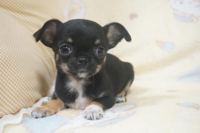 チワワ（スムースコート）