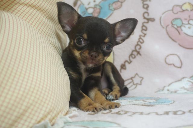 チワワ（スムースコート）