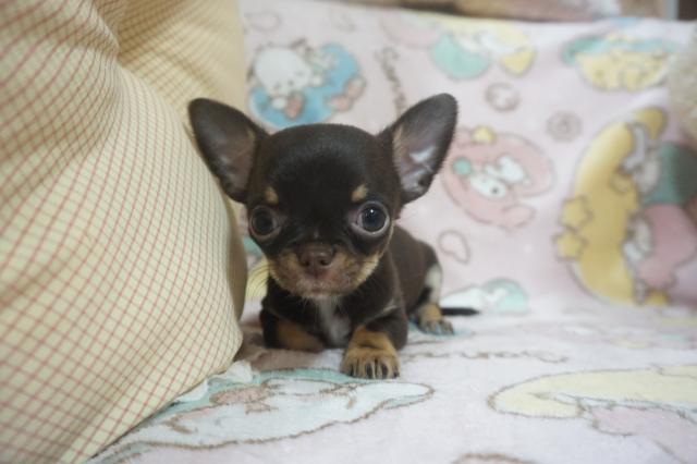 チワワ（スムースコート）