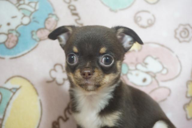 チワワ（スムースコート）