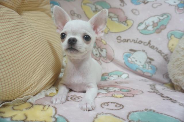 チワワ（スムースコート）