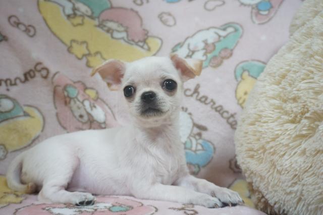 チワワ（スムースコート）