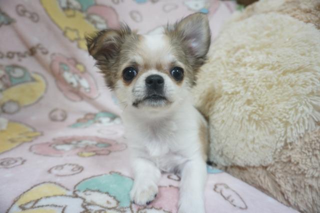 チワワ(ロングコート)