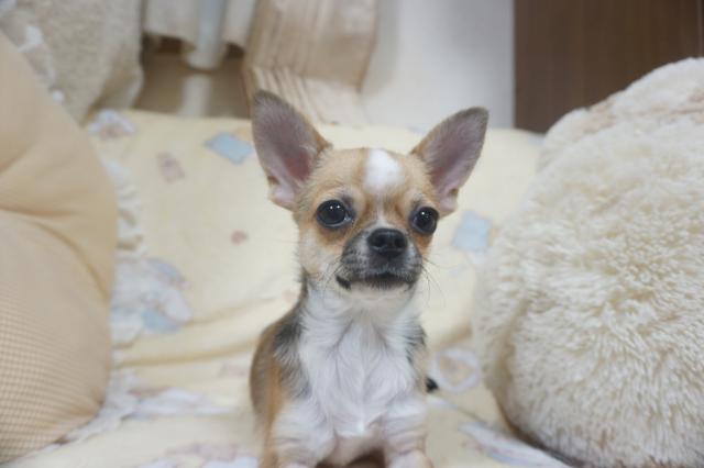 チワワ（スムースコート）