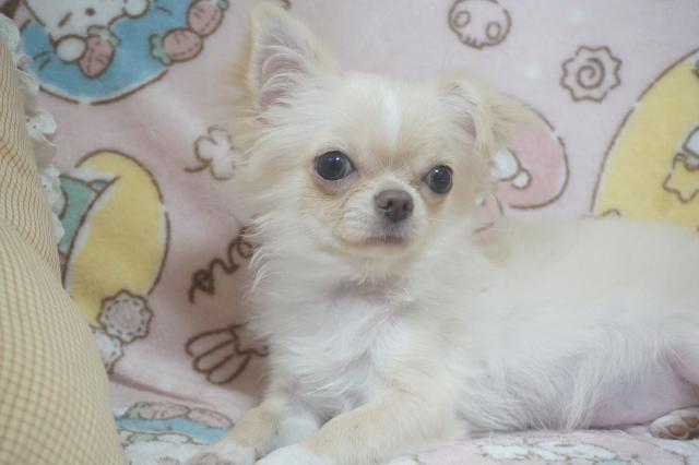 チワワ（ロングコート）