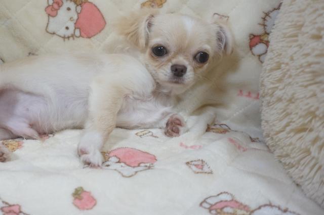 チワワ（ロングコート）