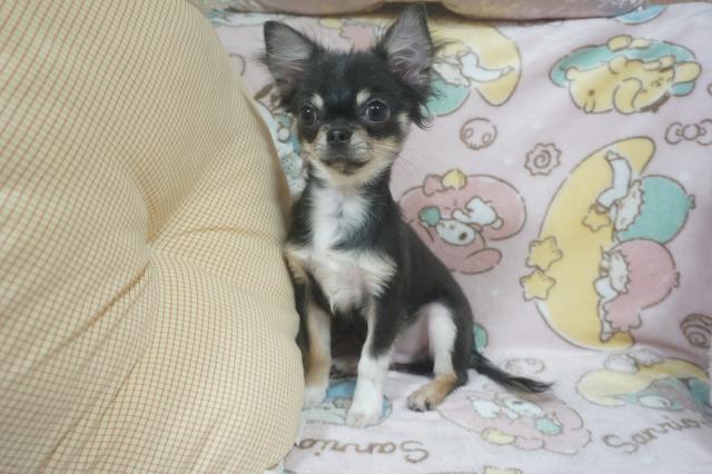 チワワ（ロングコート）