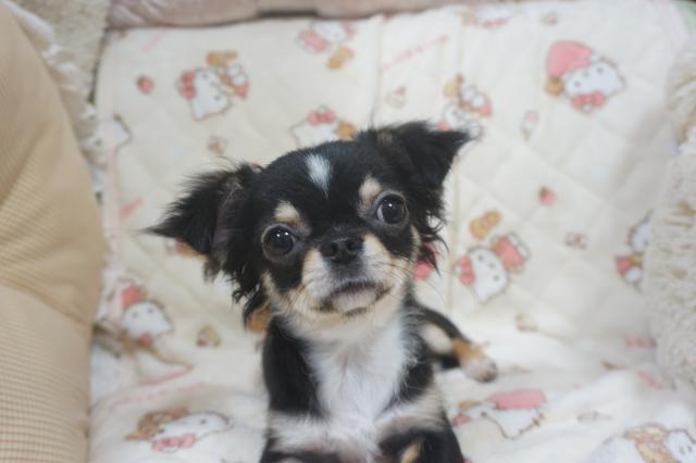 チワワ（ロングコート）