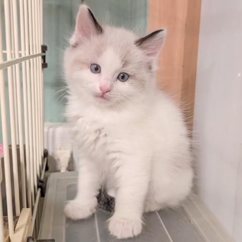 MIX（雑種）ラグ✕マンチ・2026年1/12までにご成約下さった方には割引致します　