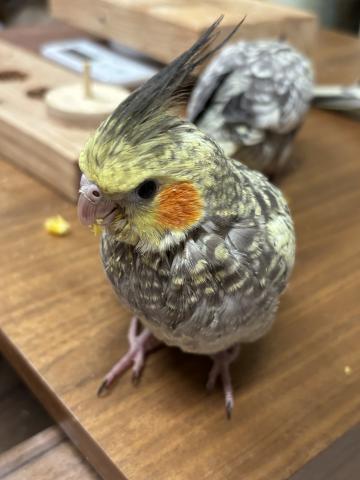 オカメインコ パール