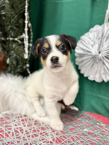 ジャックラッセルテリア