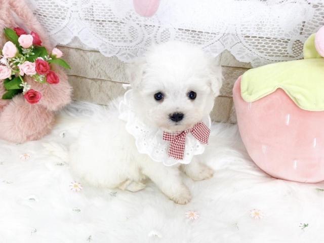 ビションフリーゼ