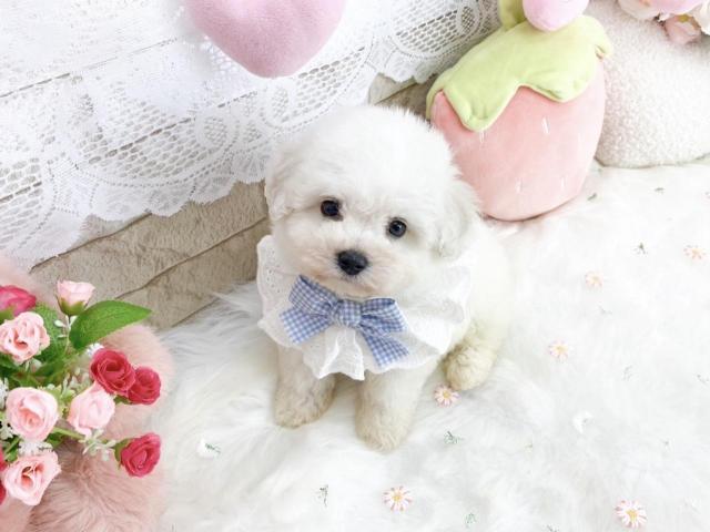 ビションフリーゼ