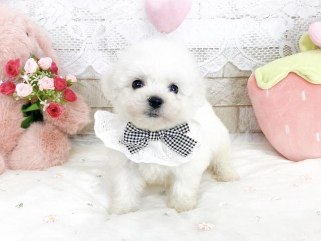 ビションフリーゼ