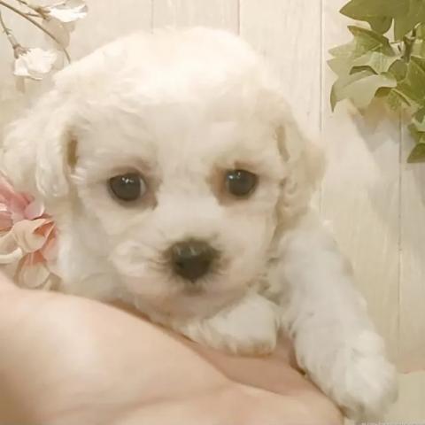 ビションフリーゼ