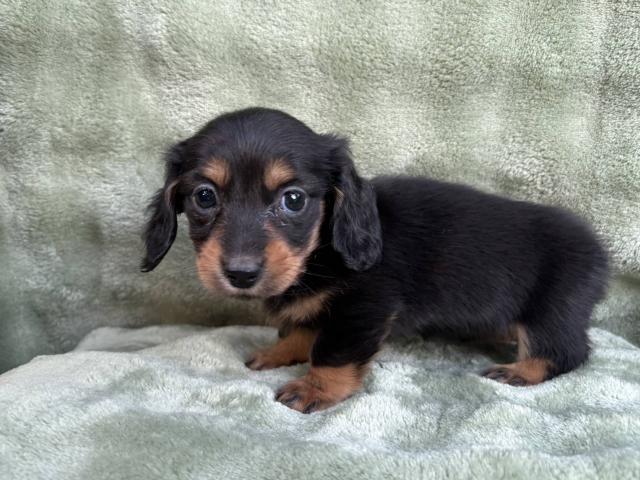 可愛い❣️★表示価格は生体価格、ワクチン、マイクロチップ、生命、先天性病気保障、など諸費用全部含むの総額です！ ★ご来店お待ちしております。