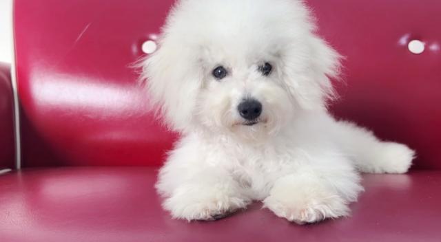 ビションフリーゼ