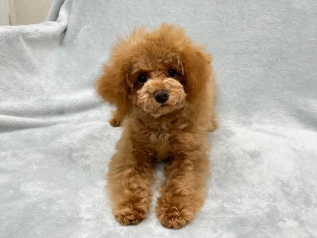 トイプードル