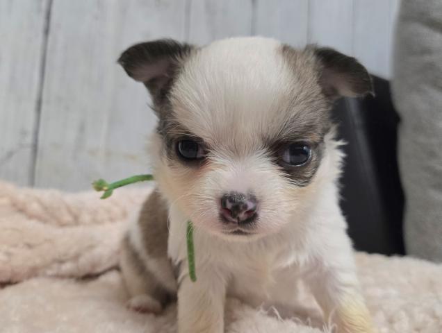 チワワ（ロングコート）